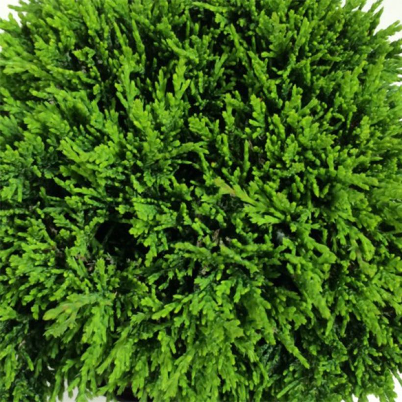 Cipreste-de-Lawson Green Globe - Chamaecyparis lawsoniana (Folhagem)