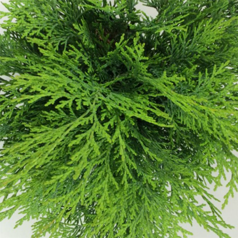 Cipreste-de-Lawson Mini Globus - Chamaecyparis lawsoniana (Folhagem)