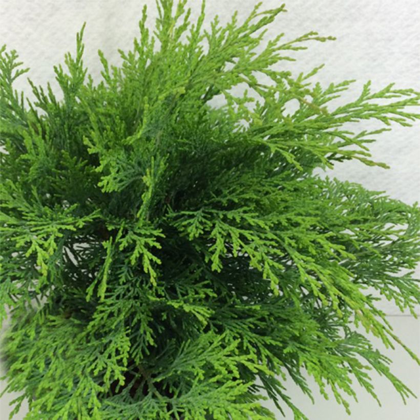 Cipreste-de-Lawson Mini Globus - Chamaecyparis lawsoniana (Hábito)