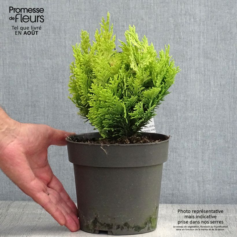 Amostra de Cipreste-de-Lawson Minima Aurea - Chamaecyparis lawsoniana Vaso de 2 L/3 L tal como entregue no verão