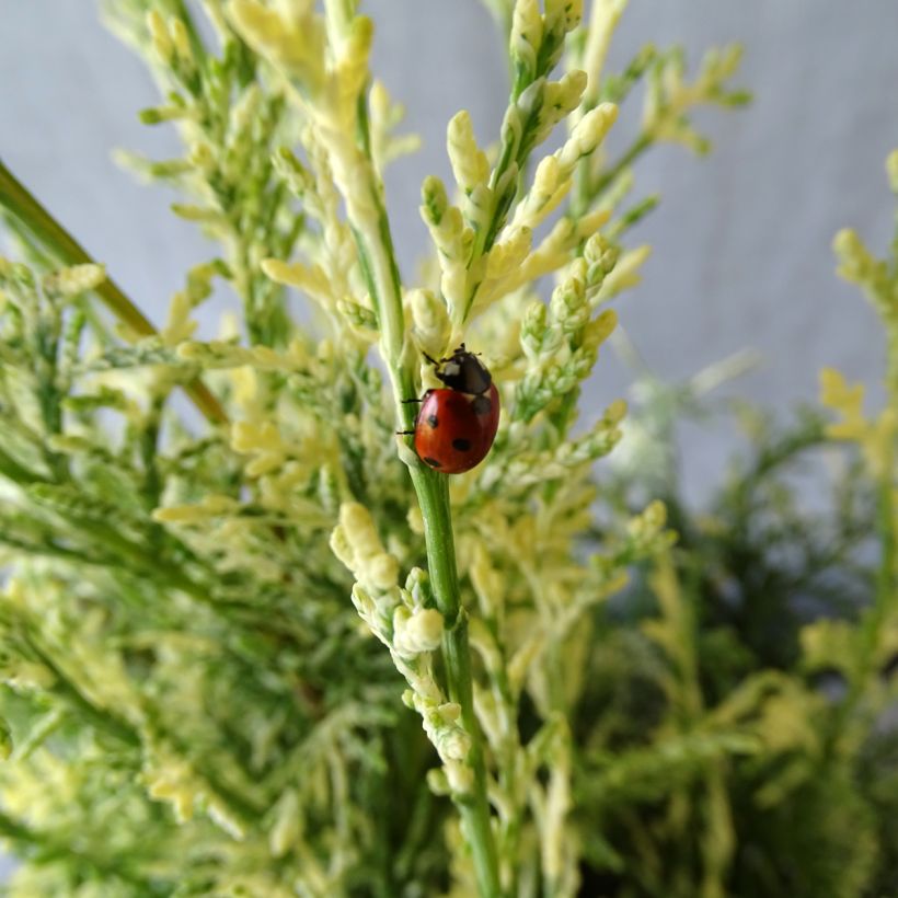 Cipreste-de-Lawson Pearly Swirls - Chamaecyparis lawsoniana (Folhagem)