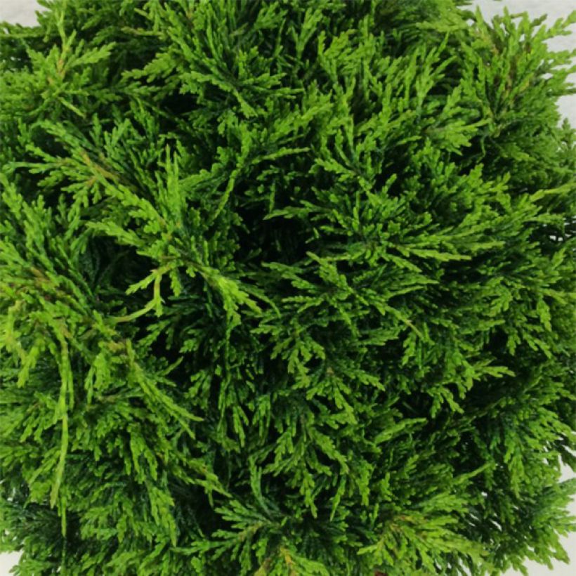Cipreste-de-Lawson Twisted Ball - Chamaecyparis lawsoniana (Folhagem)