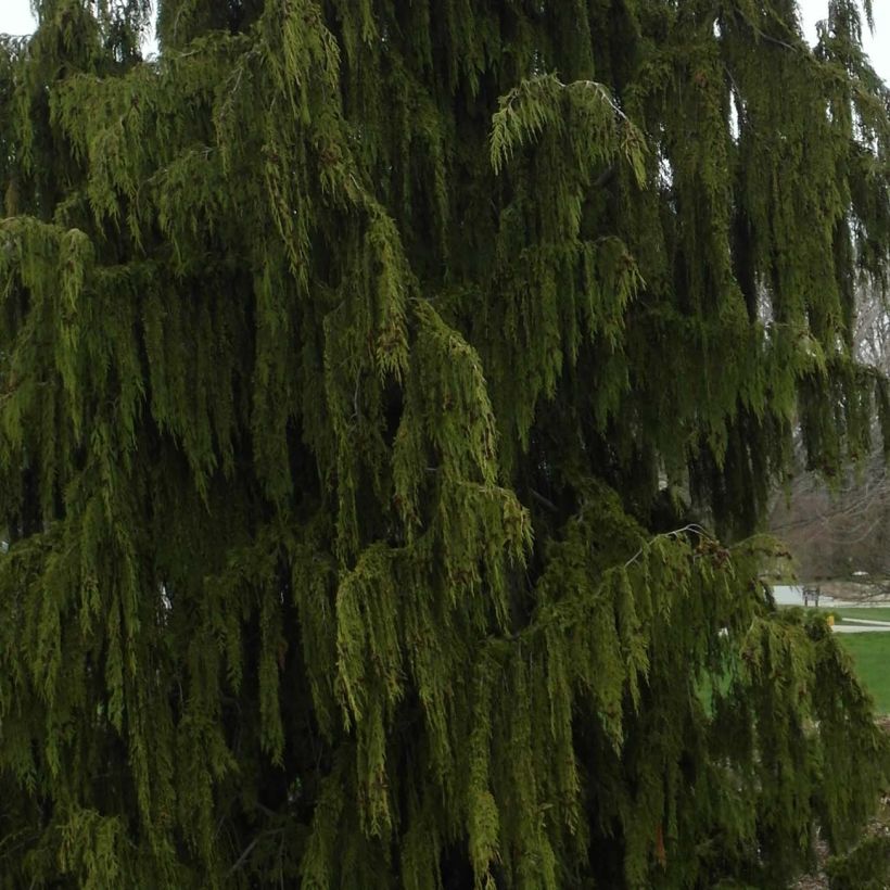 Chamaecyparis nootkatensis Pendula (Folhagem)
