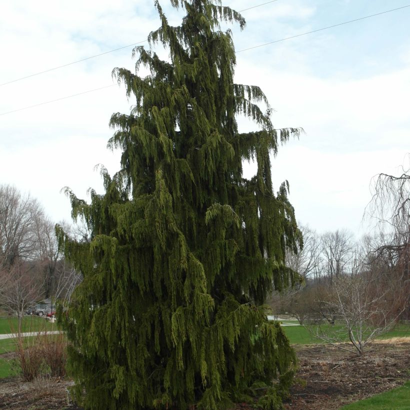 Chamaecyparis nootkatensis Pendula (Hábito)