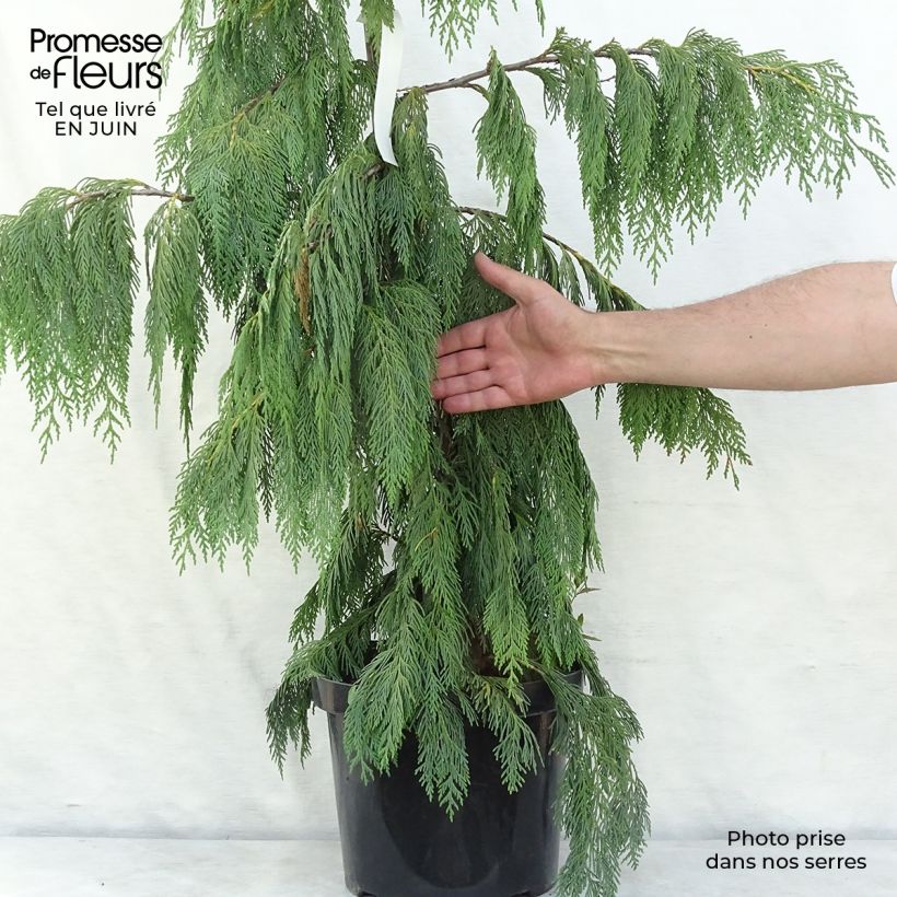 Amostra de Chamaecyparis nootkatensis Pendula Vaso de 7,5 L/10 L tal como entregue no verão