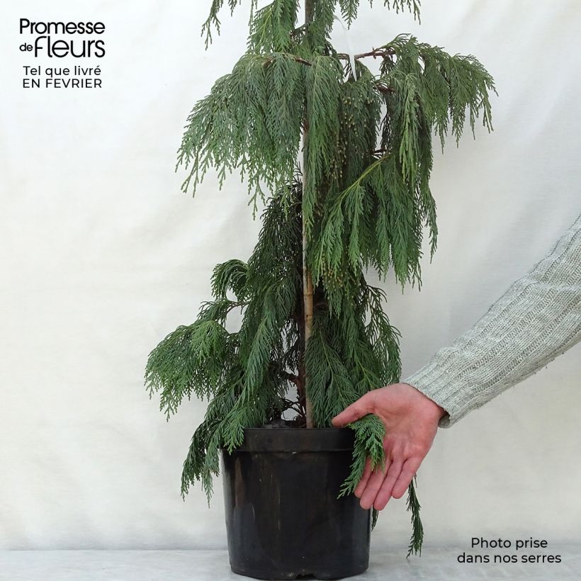 Amostra de Chamaecyparis nootkatensis Pendula - Cyprès de Nootka pleureur Vaso de 7,5 L/10 L tal como entregue no inverno