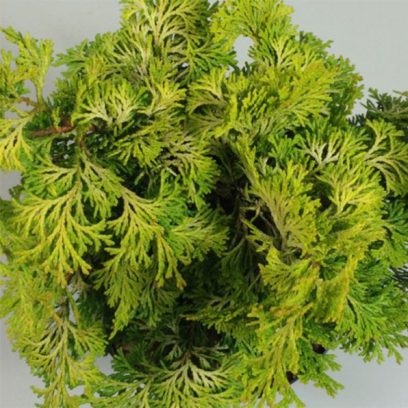 Chamaecyparis obtusa Aurea (Folhagem)