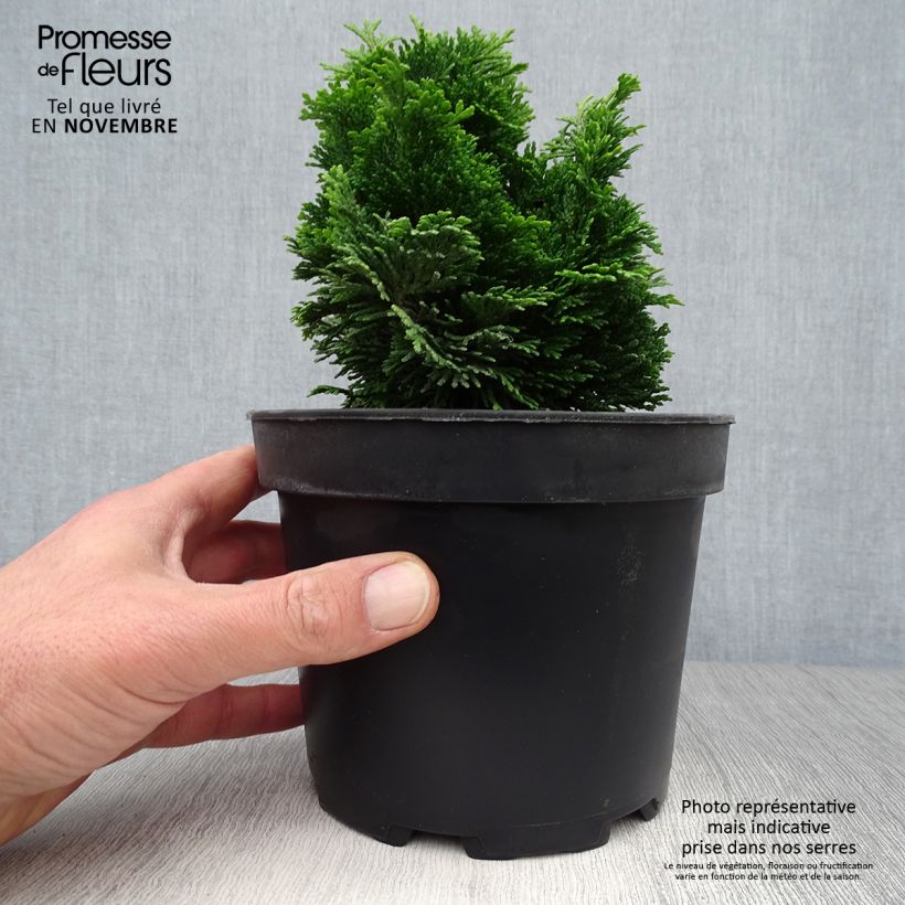 Amostra de Chamaecyparis obtusa Aurora Vaso de 2 L/3 L tal como entregue no outono