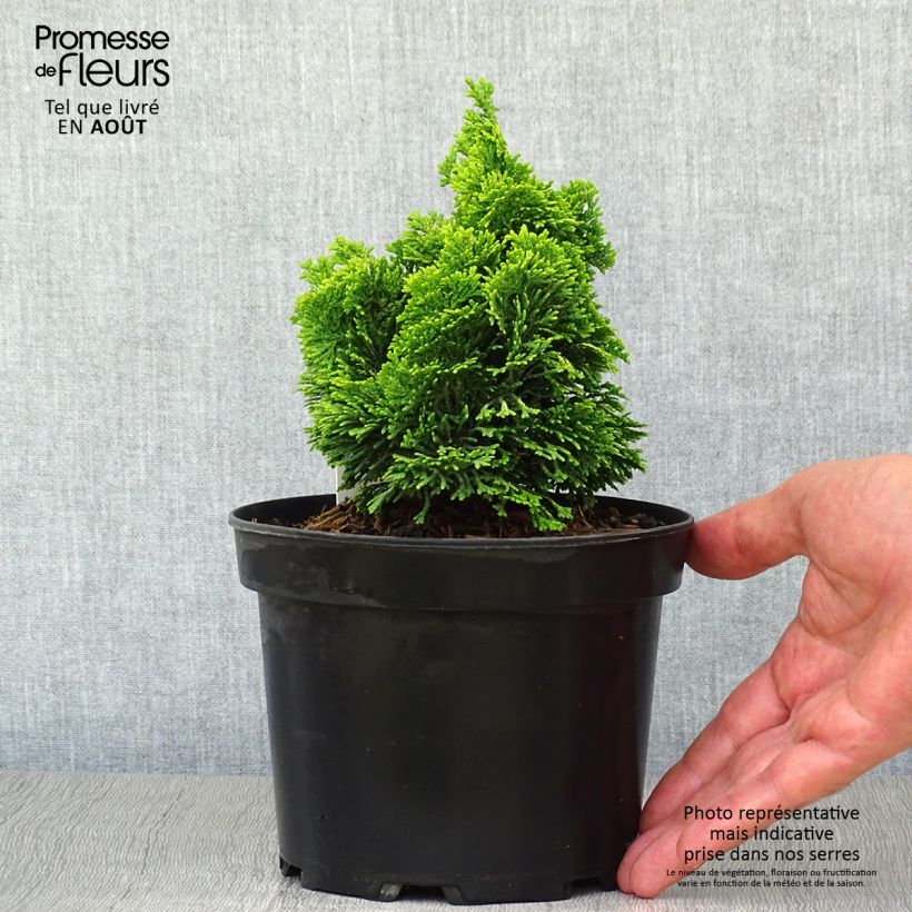 Amostra de Chamaecyparis obtusa Aurora Vaso de 2 L/3 L tal como entregue no verão