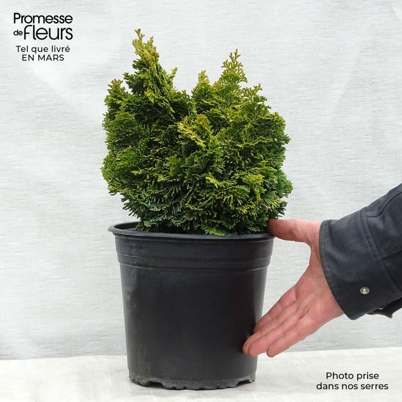 Amostra de Chamaecyparis obtusa Aurora Vaso de 4 L/5 L tal como entregue na primavera