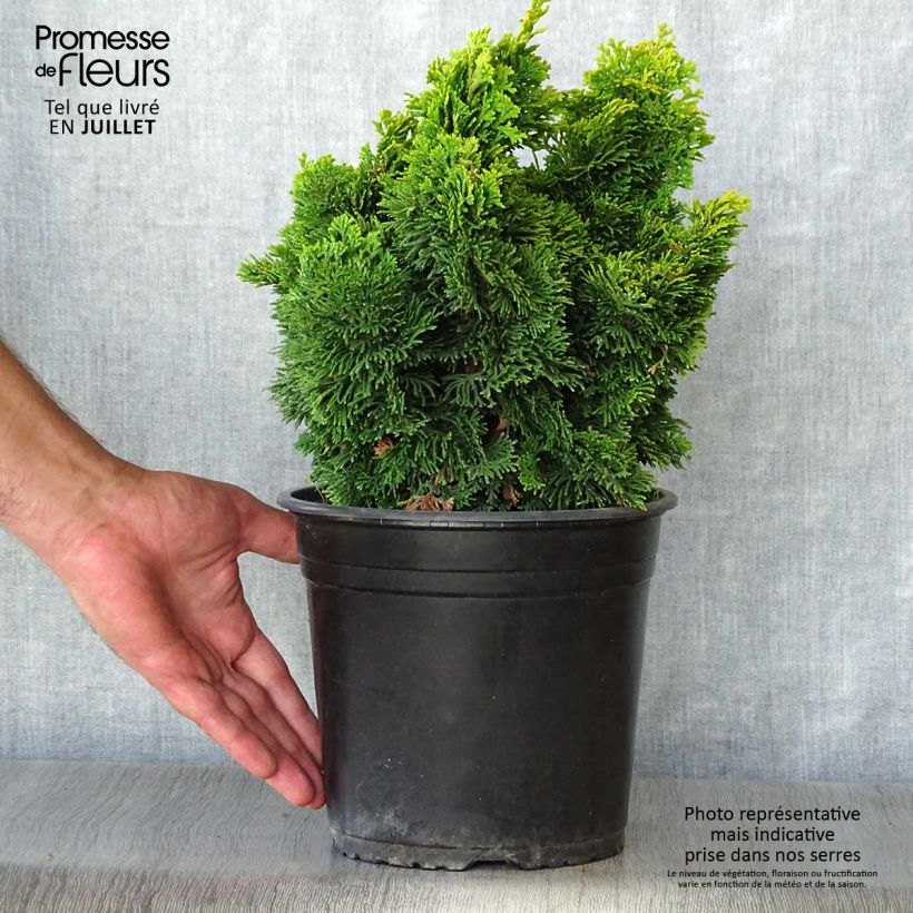Amostra de Chamaecyparis obtusa Aurora Vaso de 4 L/5 L tal como entregue no verão