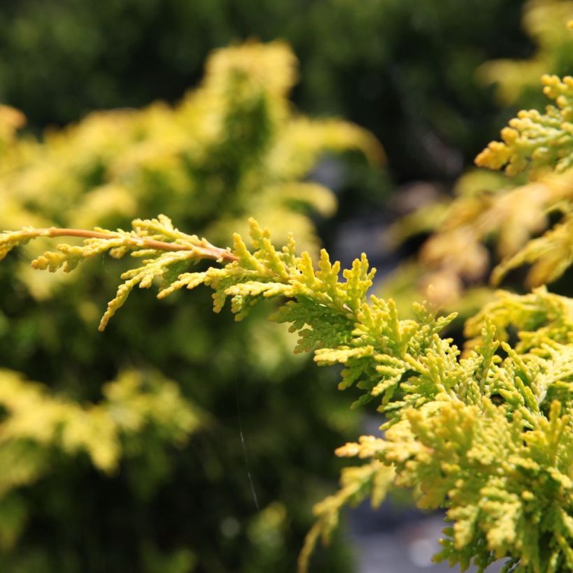 Chamaecyparis obtusa Fernspray Gold (Folhagem)