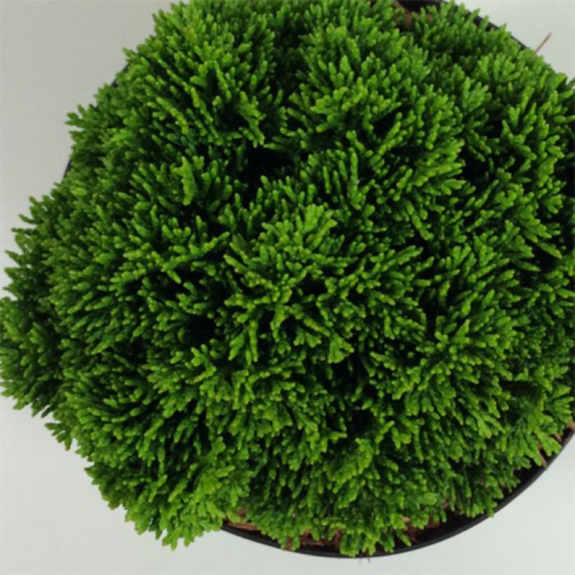 Chamaecyparis obtusa Juniperoides (Folhagem)