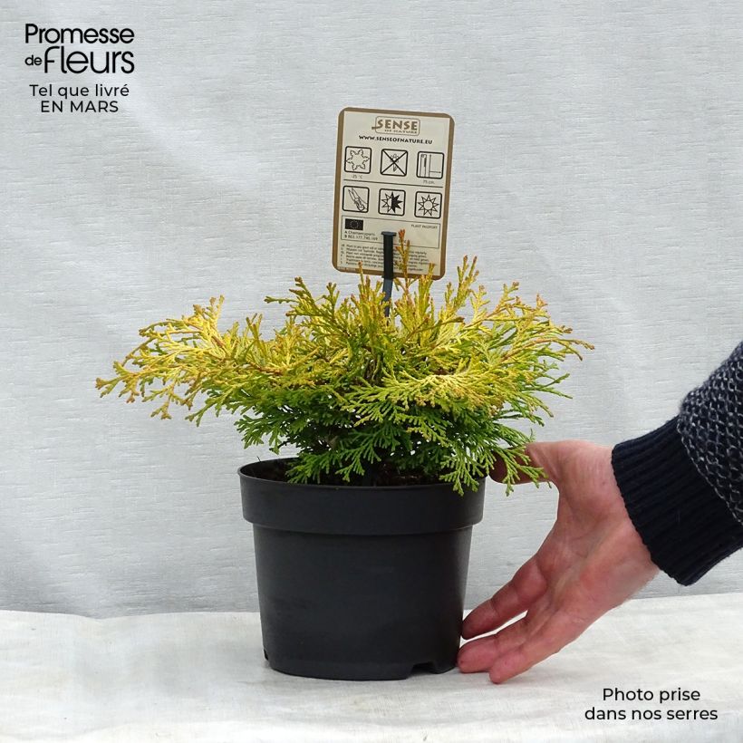 Amostra de Chamaecyparis obtusa Kamarachiba Vaso de 2 L/3 L tal como entregue no inverno