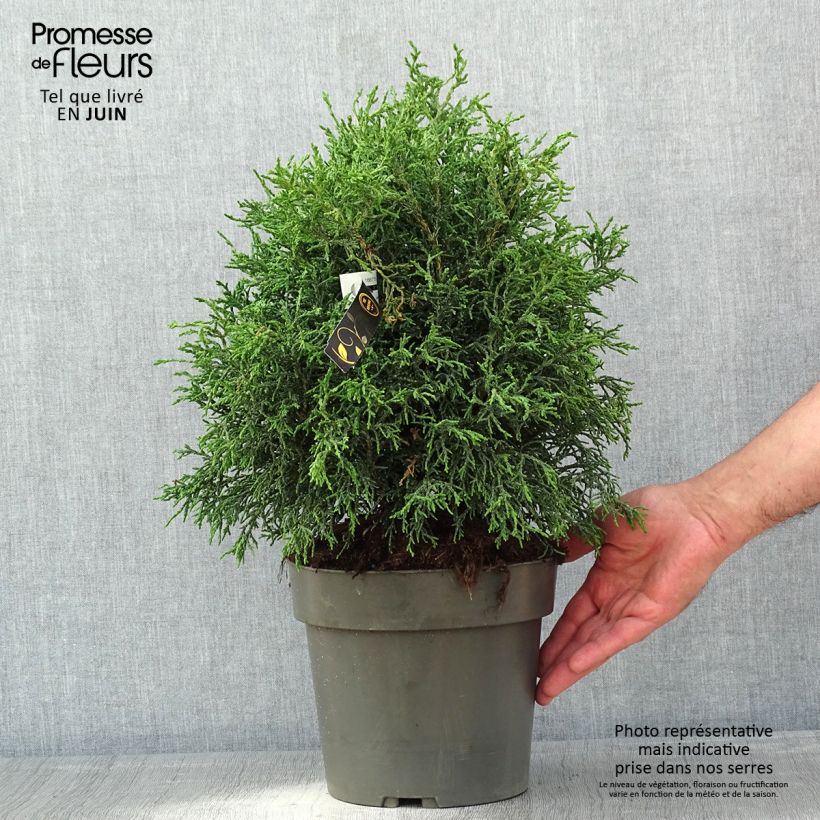 Amostra de Chamaecyparis obtusa Lycopodioides Vaso de 4 L/5 L tal como entregue na primavera
