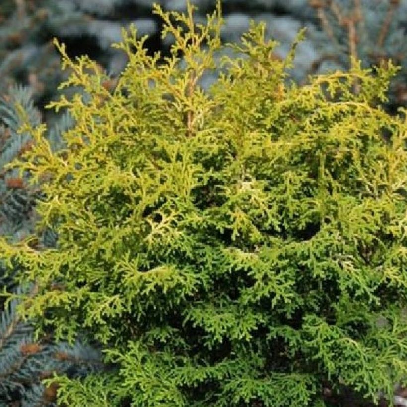 Chamaecyparis obtusa Melody (Folhagem)