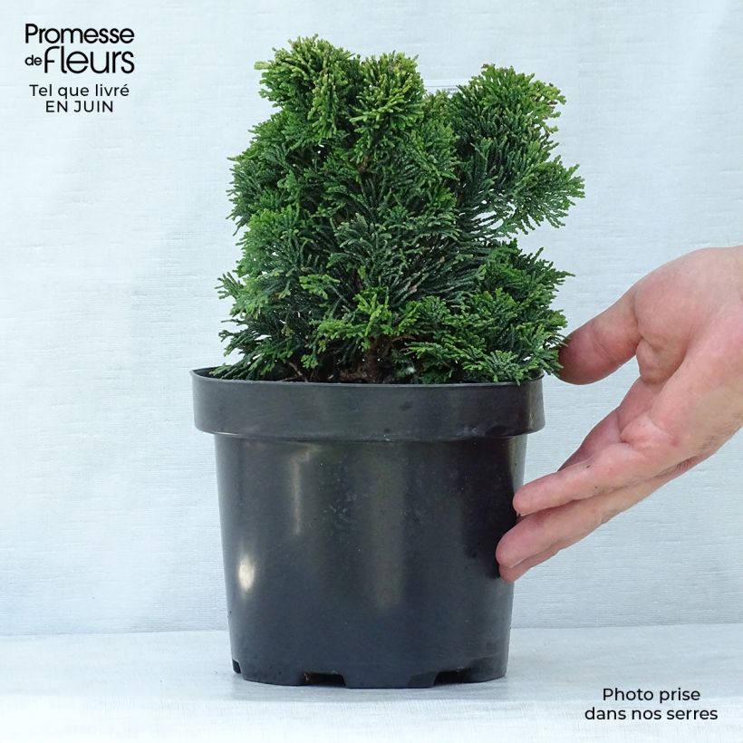 Amostra de Chamaecyparis obtusa Nana Gracilis Vaso de 2 L/3 L tal como entregue no verão