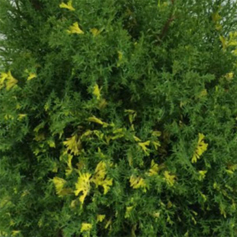 Chamaecyparis obtusa Saffron Spray (Folhagem)