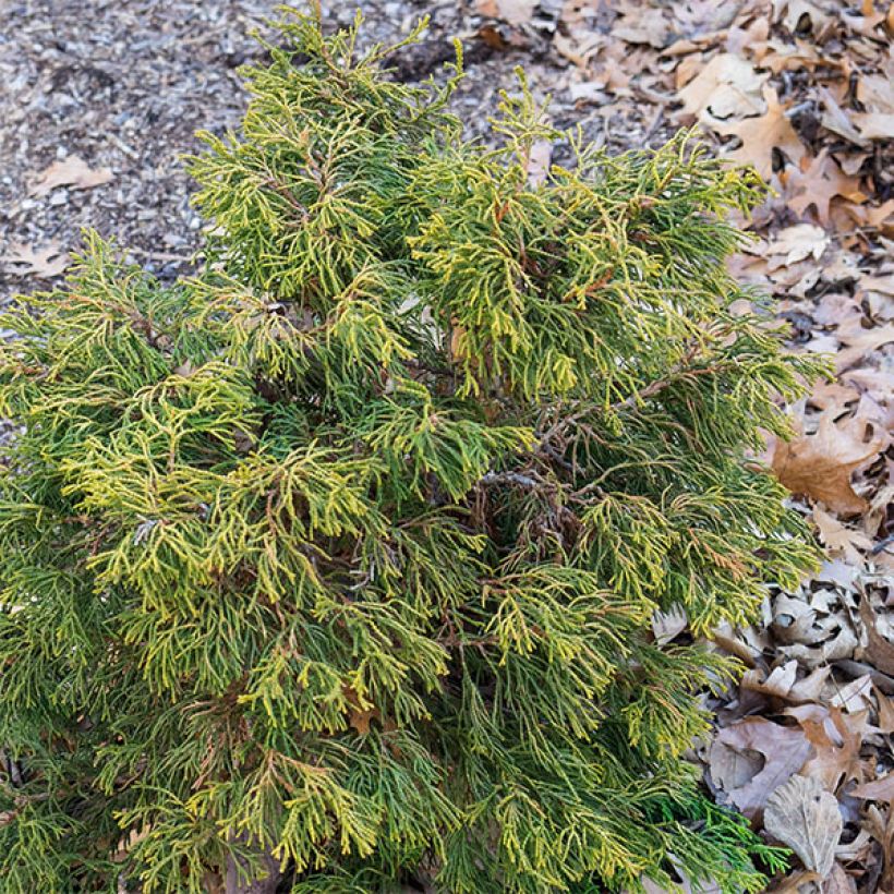 Chamaecyparis obtusa Tsatsumi Gold (Hábito)