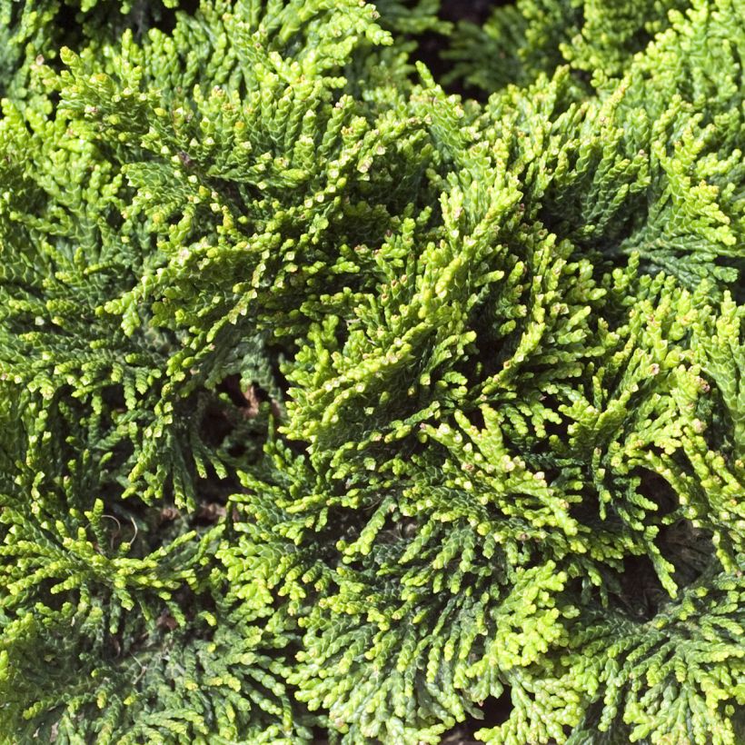 Chamaecyparis obtusa Contorta (Folhagem)