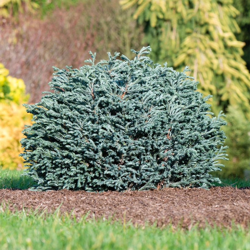 Chamaecyparis pisifera Blue Moon (Hábito)