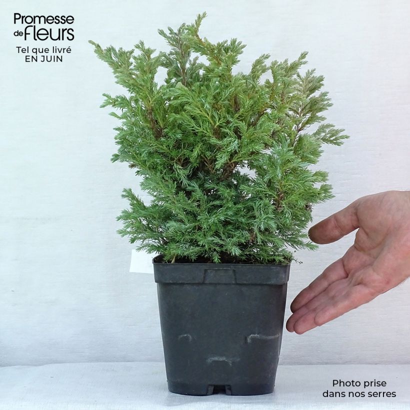 Amostra de Chamaecyparis pisifera Boulevard Vaso de 2 L/3 L tal como entregue no verão