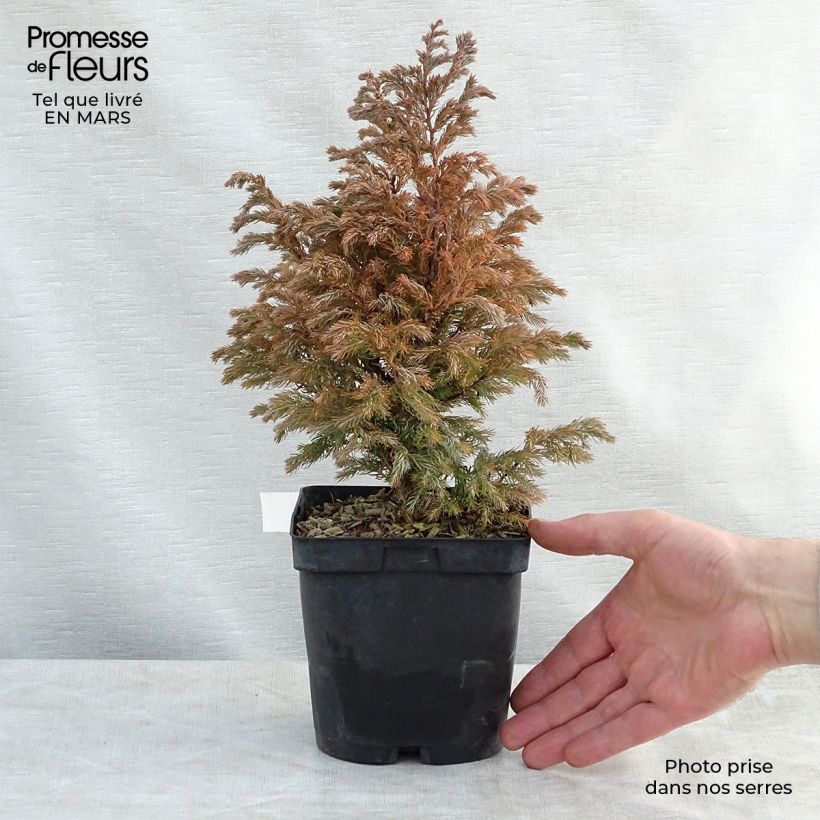 Amostra de Chamaecyparis pisifera Boulevard Vaso de 2 L/3 L tal como entregue na primavera