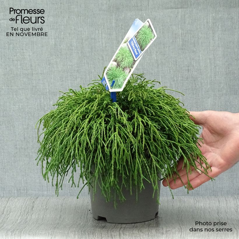 Amostra de Chamaecyparis pisifera Nana Vaso de 2 L/3 L tal como entregue no outono