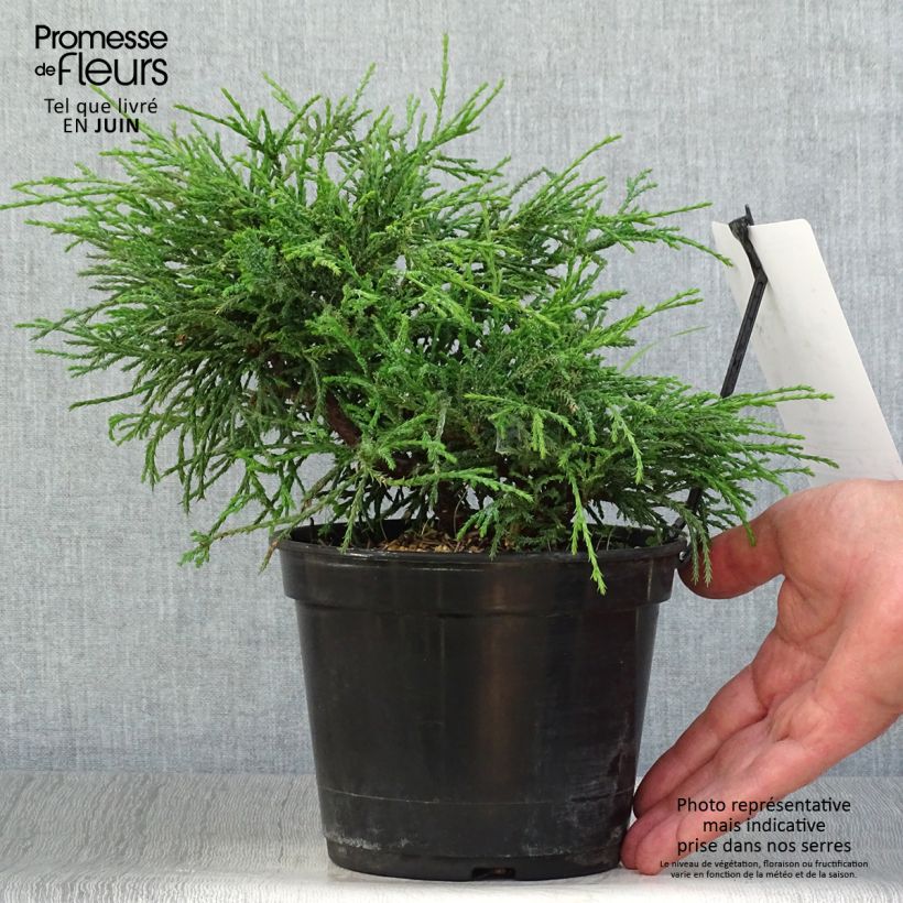 Amostra de Chamaecyparis pisifera Nana Vaso de 2 L/3 L tal como entregue no verão