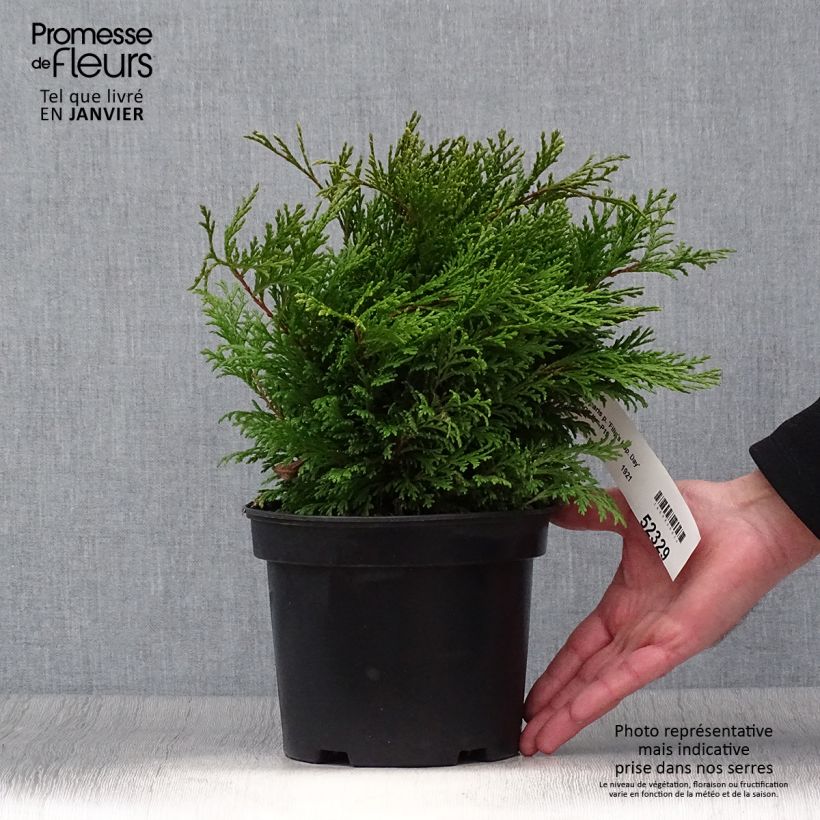 Amostra de Chamaecyparis pisifera Filip's Happy Day - Cyprès Sawara         Vaso de 2 L/3 L tal como entregue no inverno