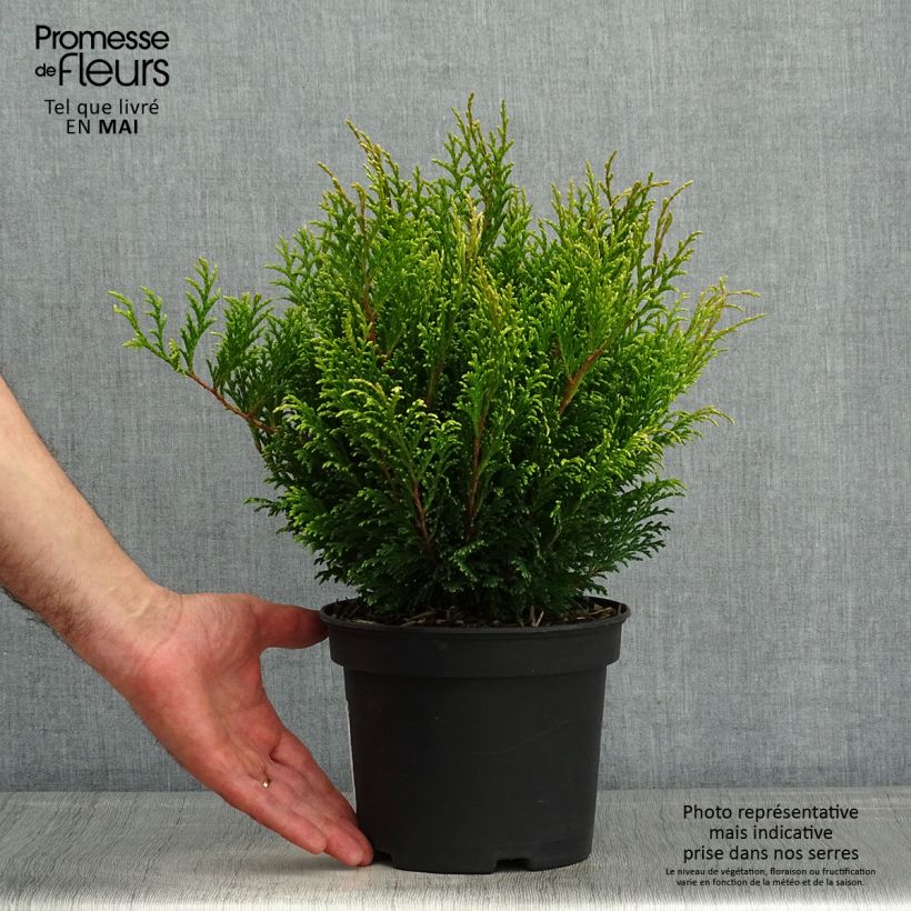 Amostra de Chamaecyparis pisifera Filip's Happy Day Vaso de 2 L/3 L tal como entregue na primavera