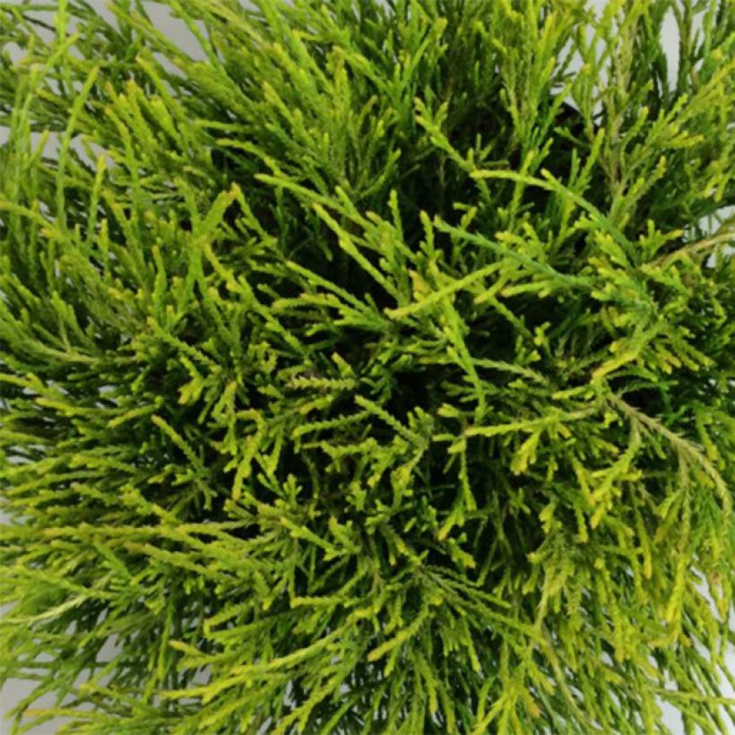 Chamaecyparis pisifera Kaatje (Folhagem)