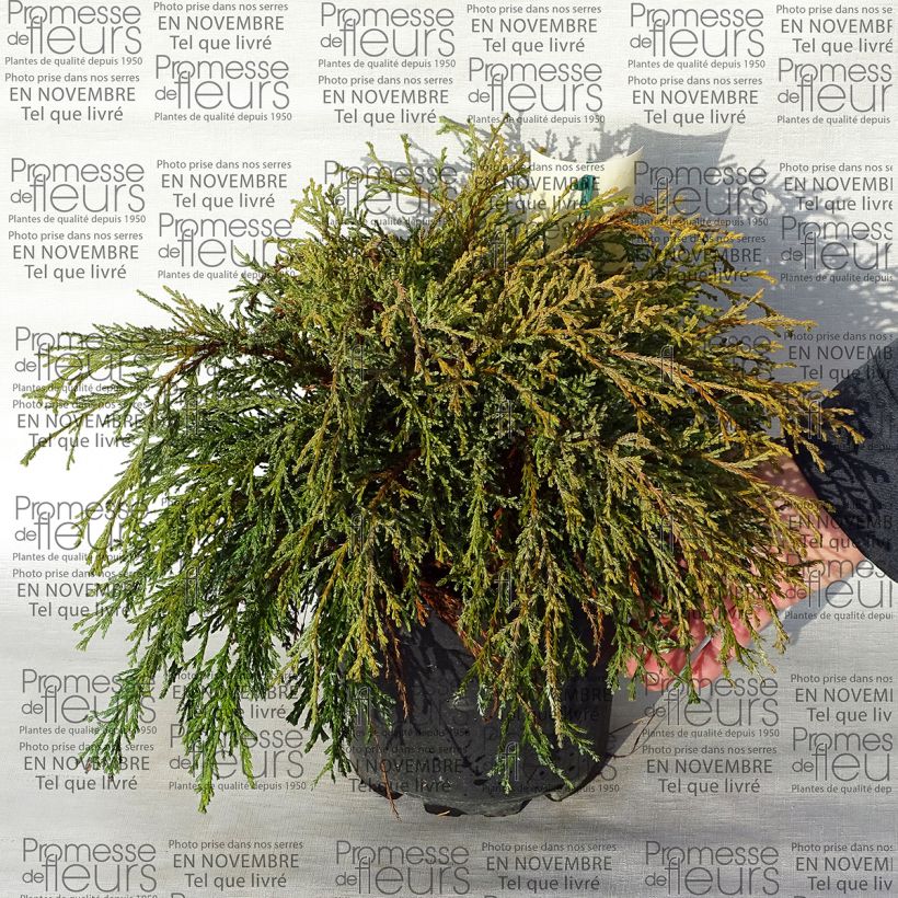 Exemplo de amostra de Chamaecyparis pisifera Kaatje - Cyprès Sawara                   Vaso de 2 L/3 L tal como entregue