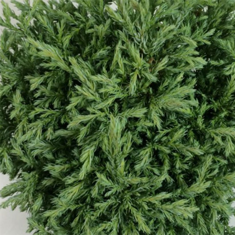 Chamaecyparis pisifera Lieve (Folhagem)