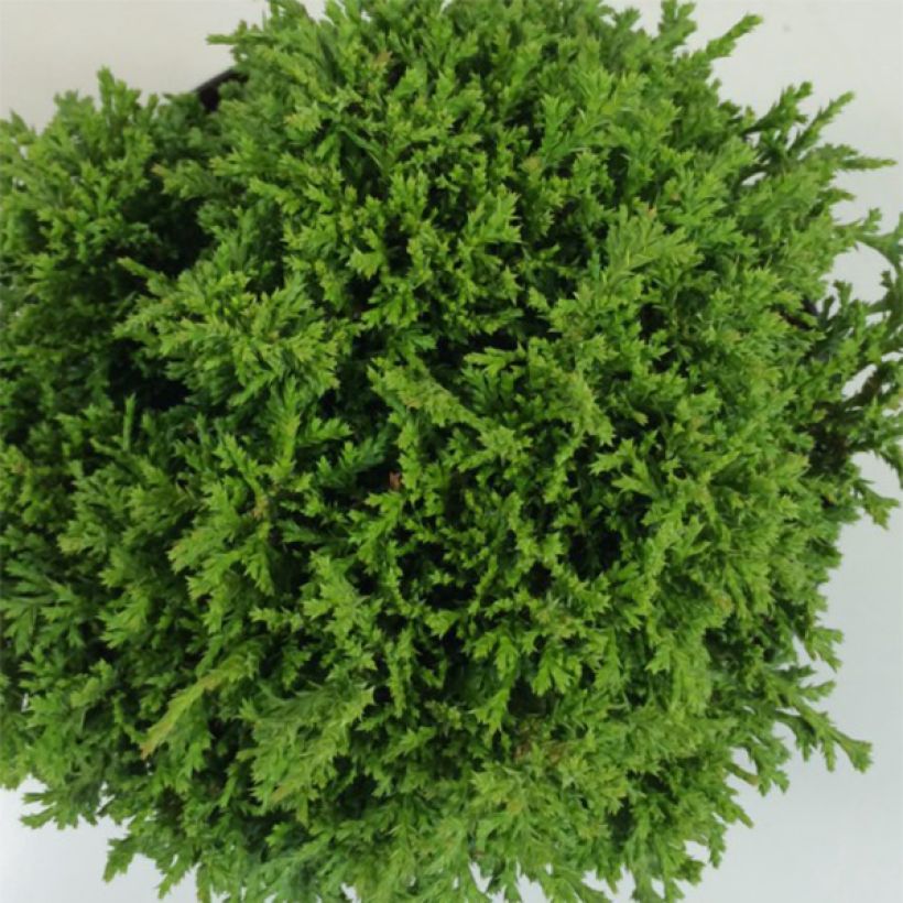 Chamaecyparis pisifera Tsukumo (Folhagem)