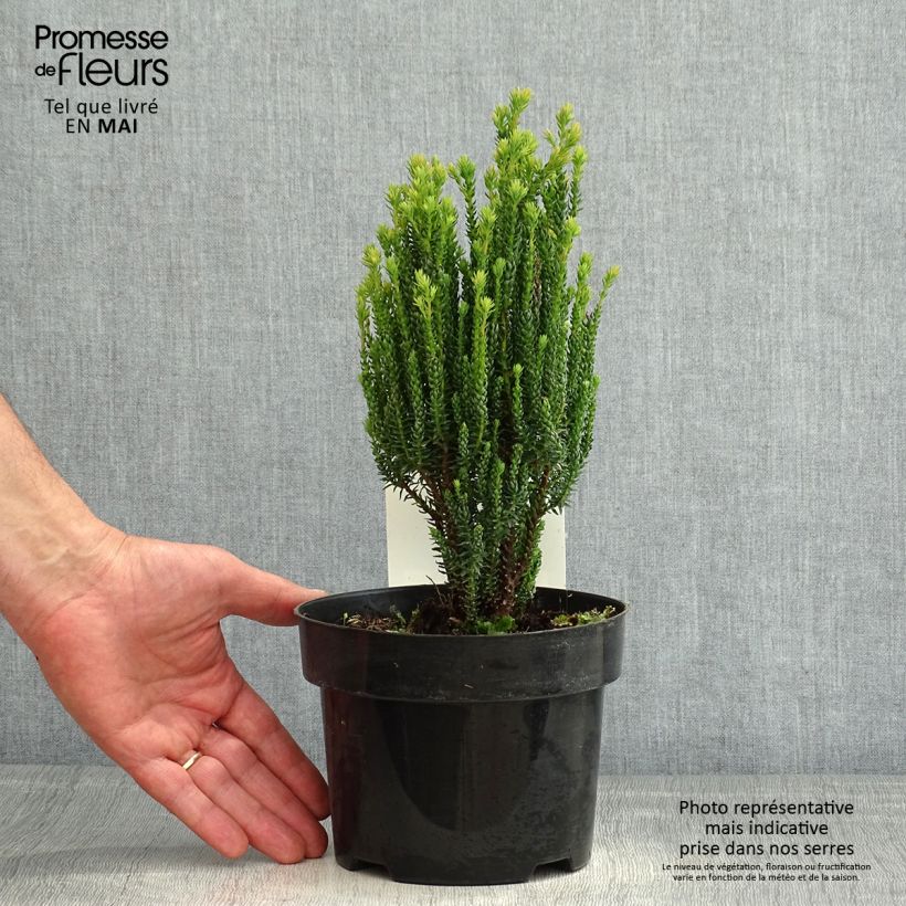Amostra de Chamaecyparis thyoides Blue Rock Vaso de 2 L/3 L tal como entregue na primavera