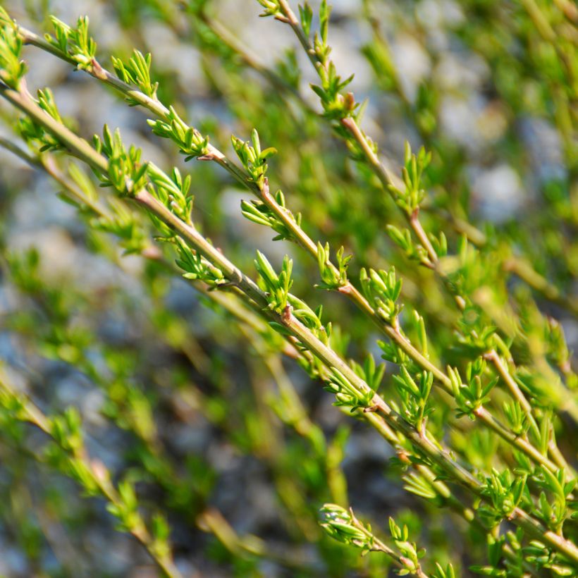 Chamaecytisus purpureus (Folhagem)