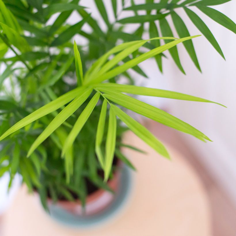 Chamaedorea elegans - Palmeira-anã (Folhagem)