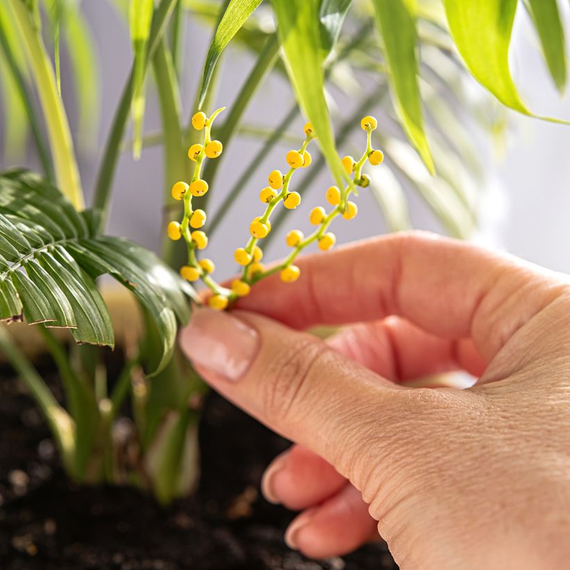 Chamaedorea elegans - Palmeira-anã (Floração)