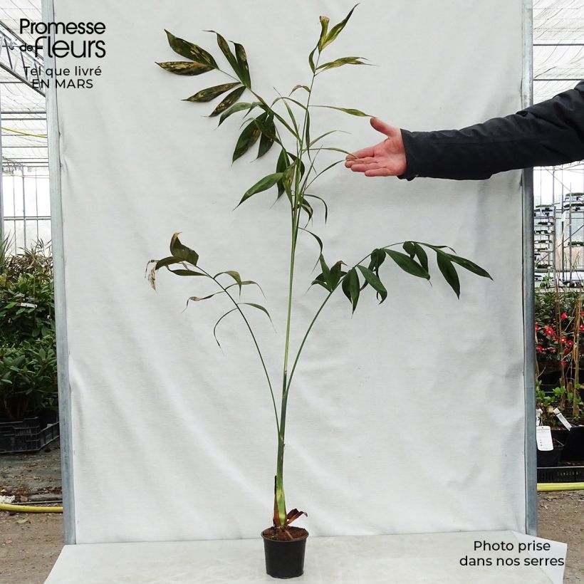 Amostra de Chamaedorea klotzschiana - Palmier chamaedorée Pot de 12 cm / 13 cm tal como entregue na primavera