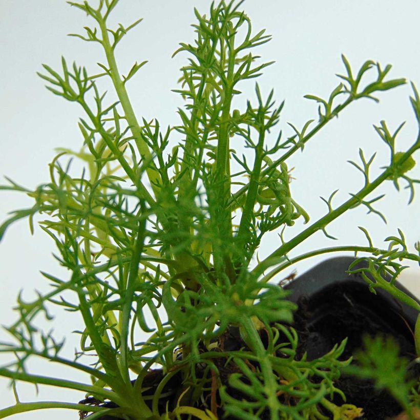 Camomila-romana Flore Pleno - Chamaemelum nobile (Folhagem)