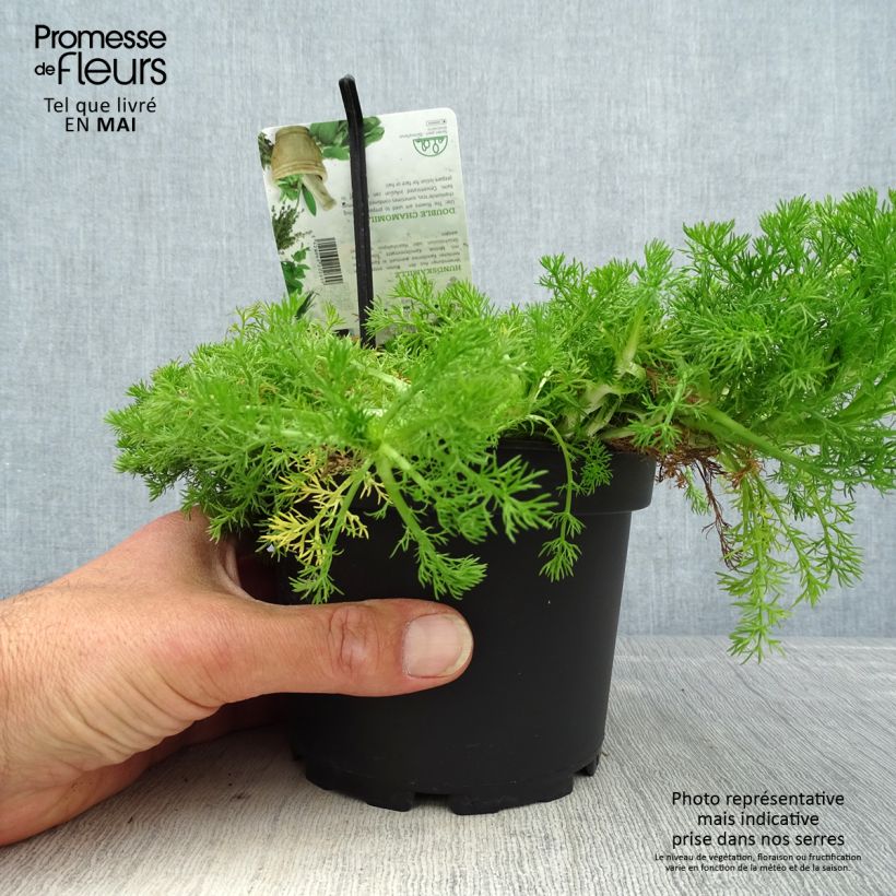 Amostra de Camomila-romana Flore Pleno - Chamaemelum nobile Vaso de 1,5 L/2 L tal como entregue na primavera