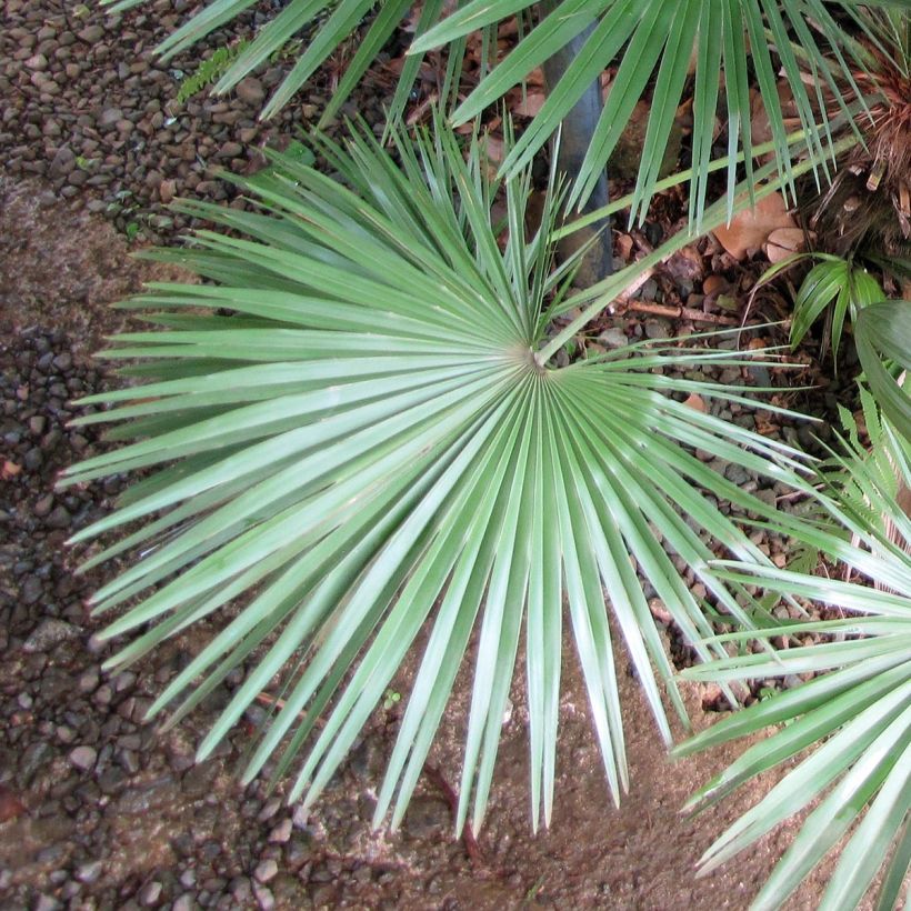 Chamaerops humilis (Folhagem)