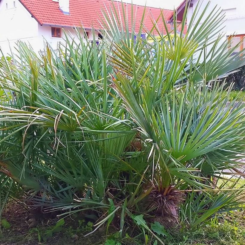 Chamaerops humilis var. cerifera (Folhagem)
