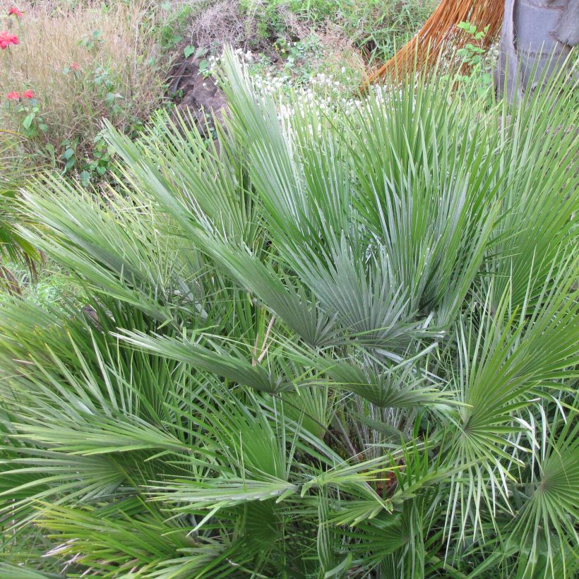Chamaerops humilis Compacta (Folhagem)