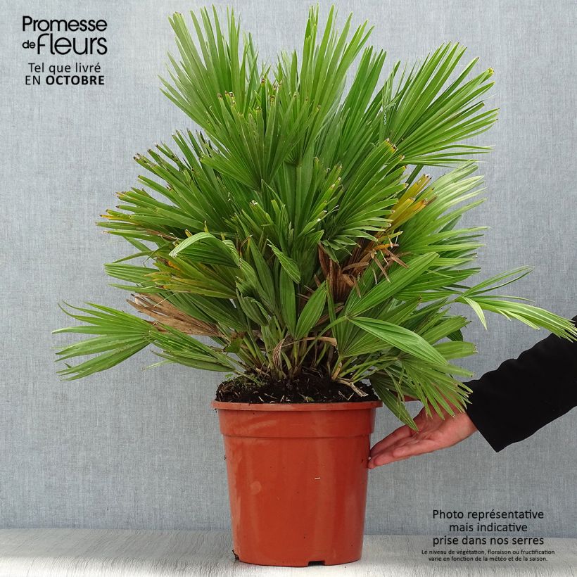 Amostra de Chamaerops humilis Compacta Vaso de 6 L/7 L tal como entregue no outono