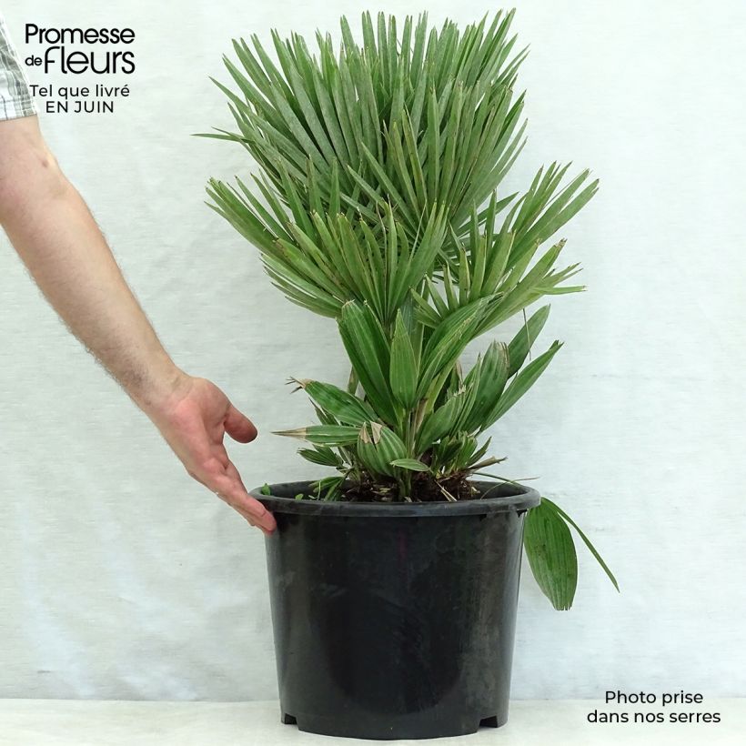 Amostra de Chamaerops humilis Compacta Vaso de 6 L/7 L tal como entregue no verão