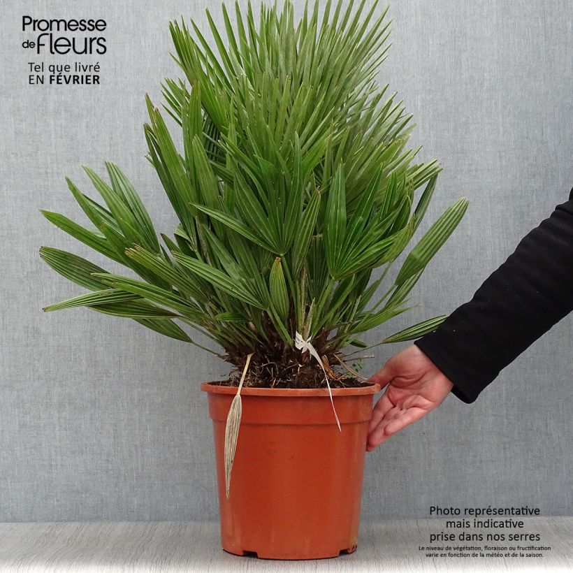 Amostra de Chamaerops humilis Compacta - Palmier nain Vaso de 6 L/7 L tal como entregue no inverno