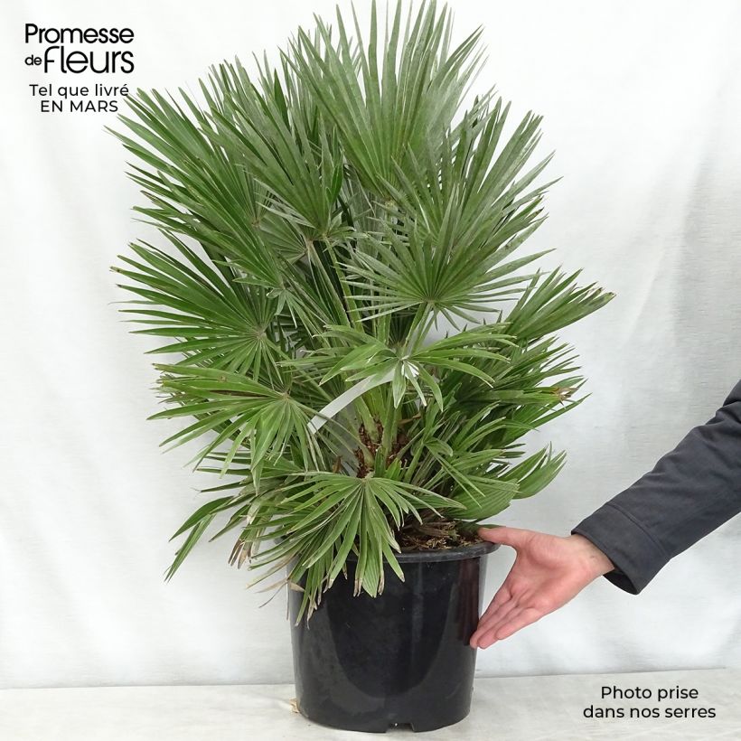 Amostra de Chamaerops humilis Compacta Vaso de 6 L/7 L tal como entregue na primavera