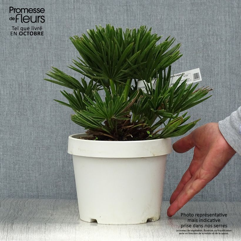 Amostra de Chamaerops humilis Compacta Vaso de 2 L/3 L tal como entregue no outono